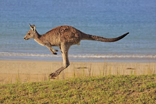 Eastern grey kangaroo