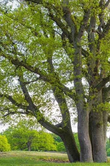 Oaks