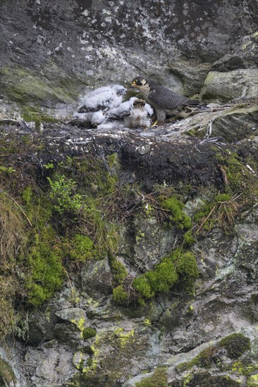 Peregrine falcon Falcon