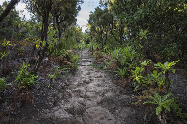 Hiking trail at Alto de Garajonay