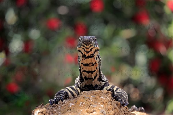Lace monitor a