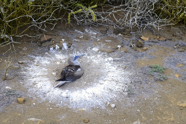 Blue-footed booby