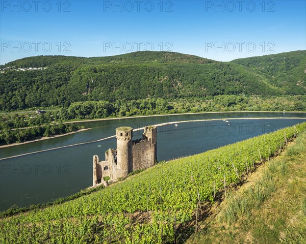 Ehrenfels Castle Ruin in the Vineyards on the Rhine