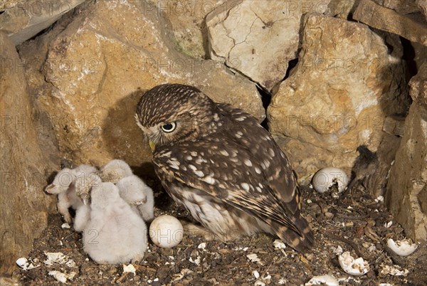 Little owl