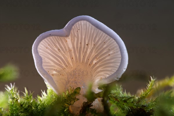 Common stump-foot