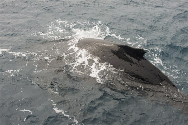 Humpback whale
