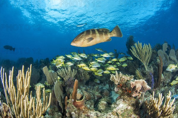 Nassau grouper