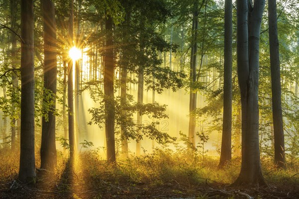 Light-flooded natural open beech forest on the Finne mountain range