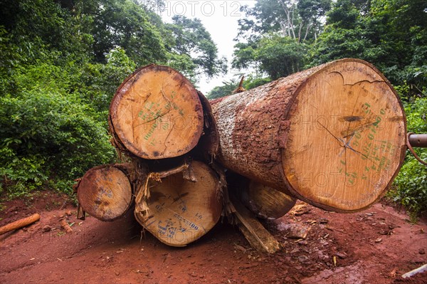 Logging truck