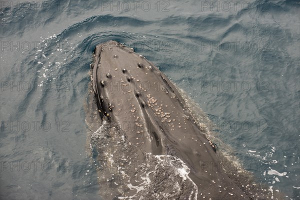 Humpback whale