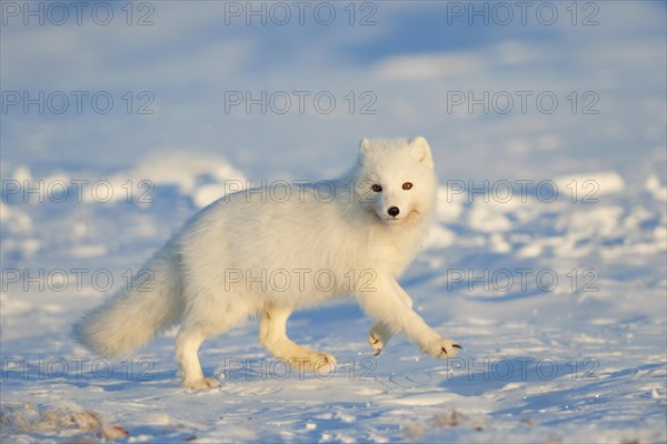 Arctic fox