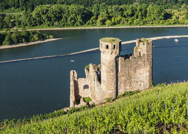 Ehrenfels Castle Ruin in the Vineyards on the Rhine