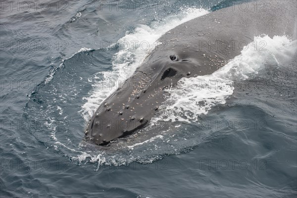 Humpback whale