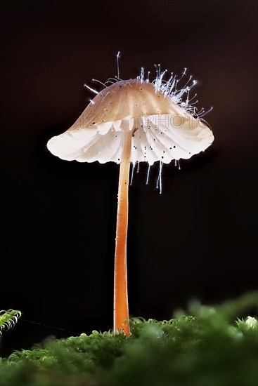 Mycena metata