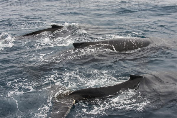 Humpback whale