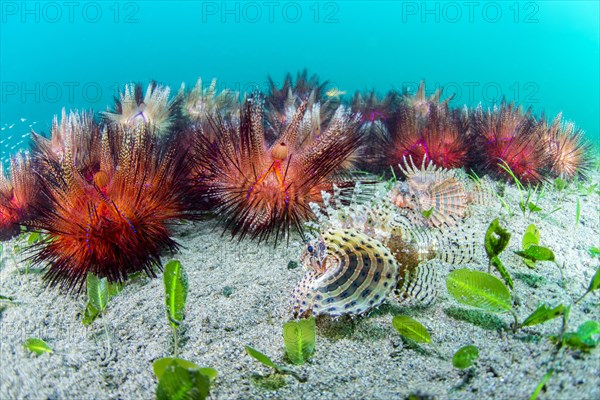 Blue-spotted urchin