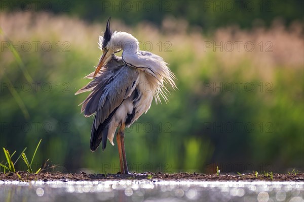 Grey heron