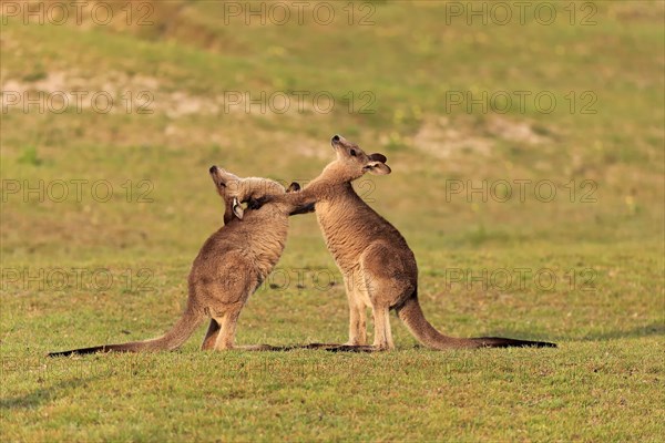Eastern grey kangaroo