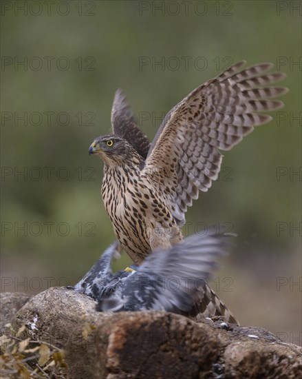 Northern goshawk