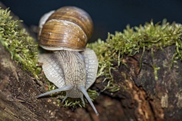 Burgundy snail