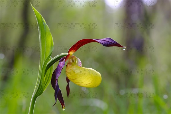 Yellow lady's slipper orchid