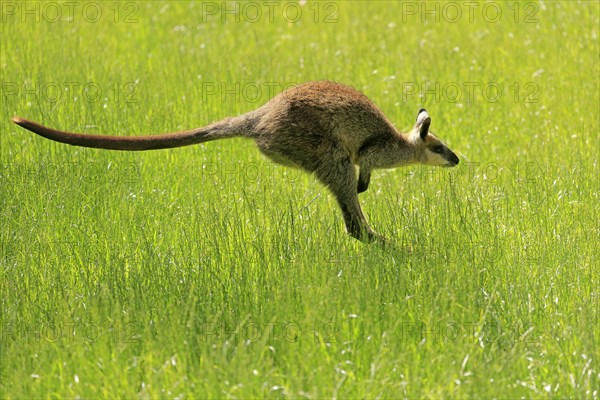 Swamp wallaby