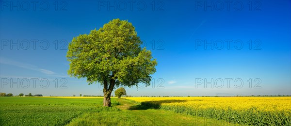 Cultural landscape in spring