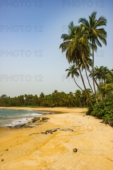 Palm trees on the sandy beach in Neekreen near Buchanan