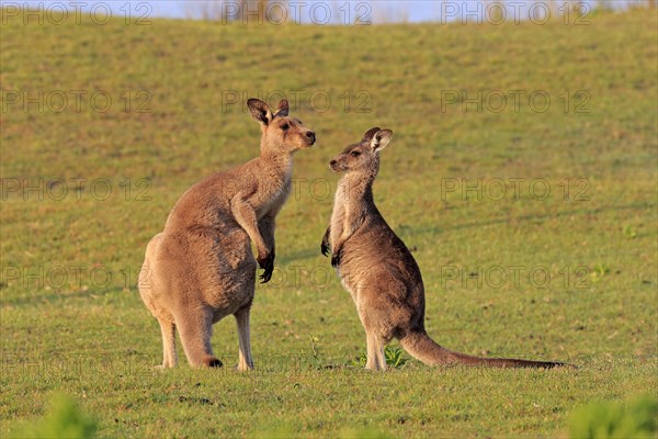 Eastern grey kangaroo