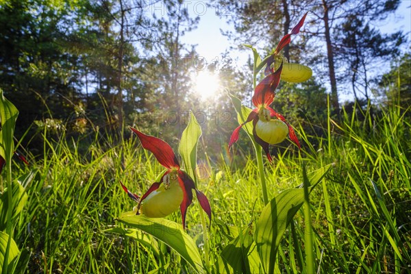 Yellow lady's slipper orchid