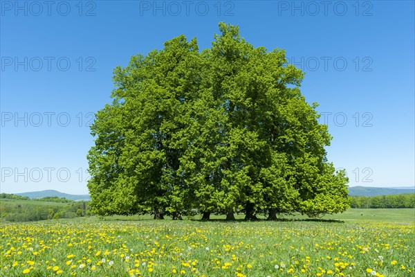 Linden trees