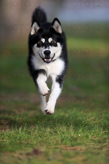 Alaskan Malamute