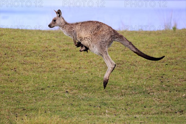 Eastern grey kangaroo
