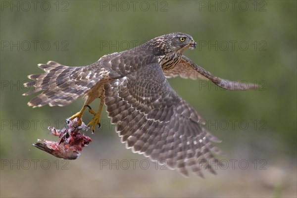 Northern goshawk