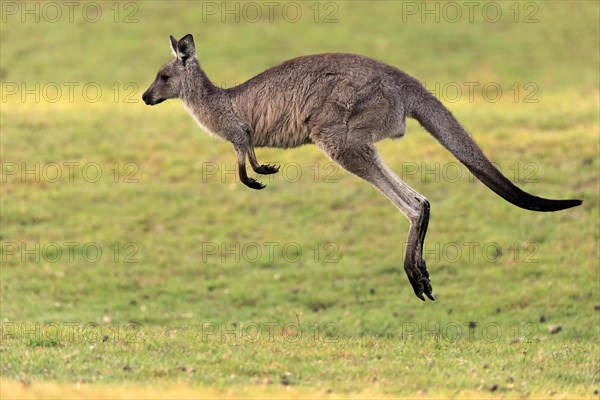 Eastern grey kangaroo