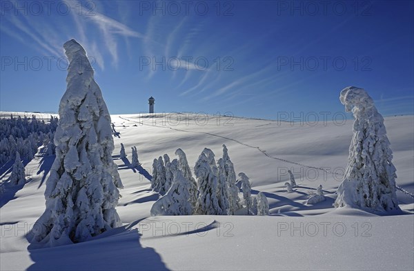 Winter landscape with snow-covered fir trees and Feldberg tower