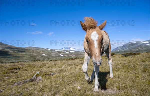 Norwegian fjord horse