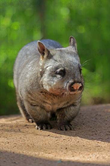 Southern hairy-nosed wombat