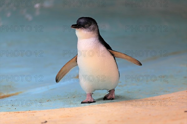 Little penguin