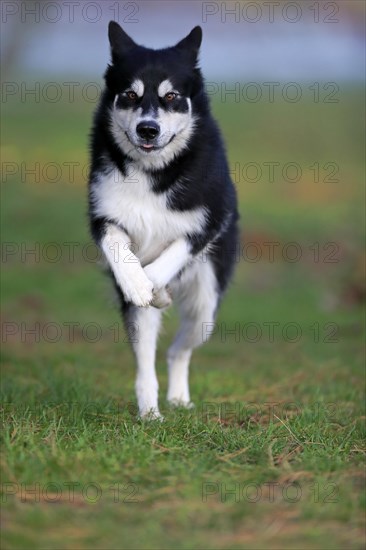 Alaskan Malamute