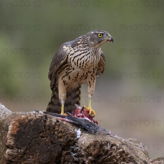 Northern goshawk