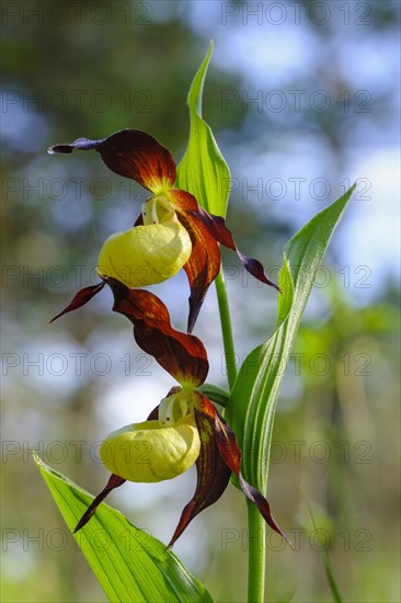 Yellow lady's slipper orchid