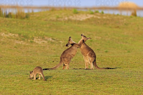 Eastern grey kangaroo