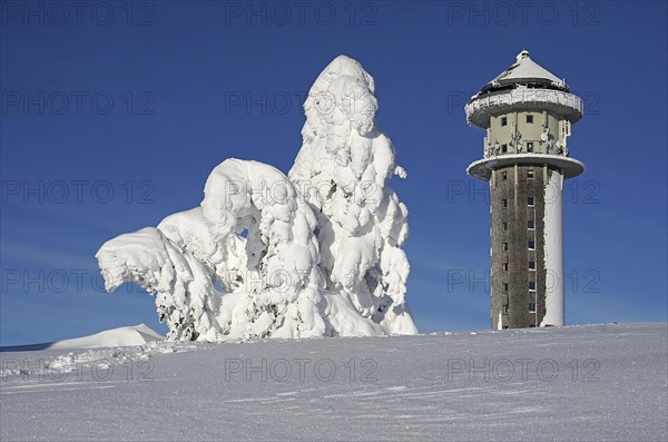Snowy fir trees in winter landscape next to Feldberg tower