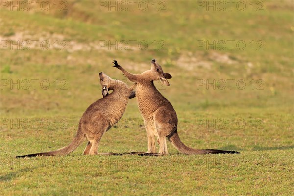 Eastern grey kangaroo