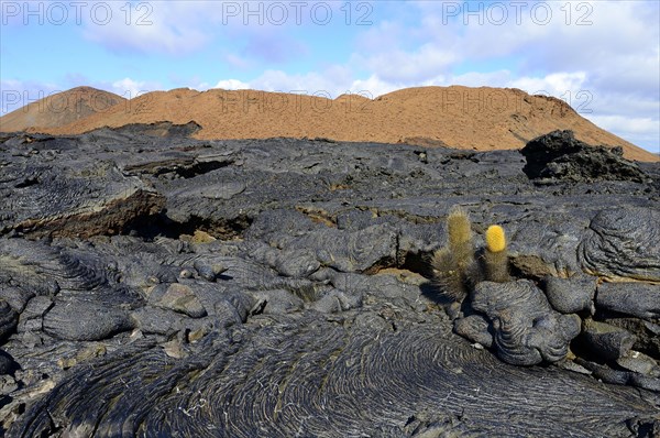 Lava cactus