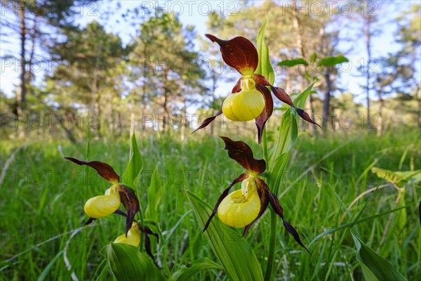 Yellow lady's slipper orchid