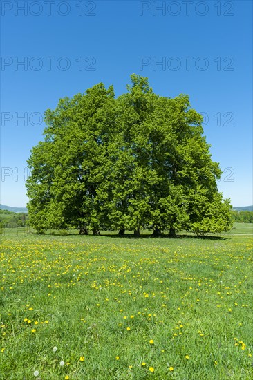 Linden trees