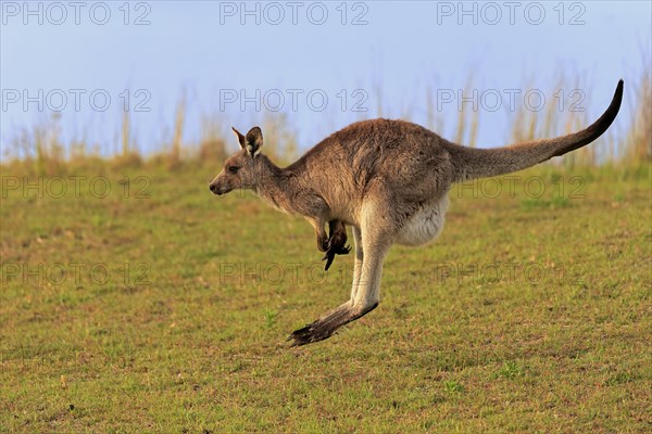 Eastern grey kangaroo