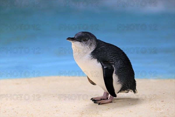 Little penguin